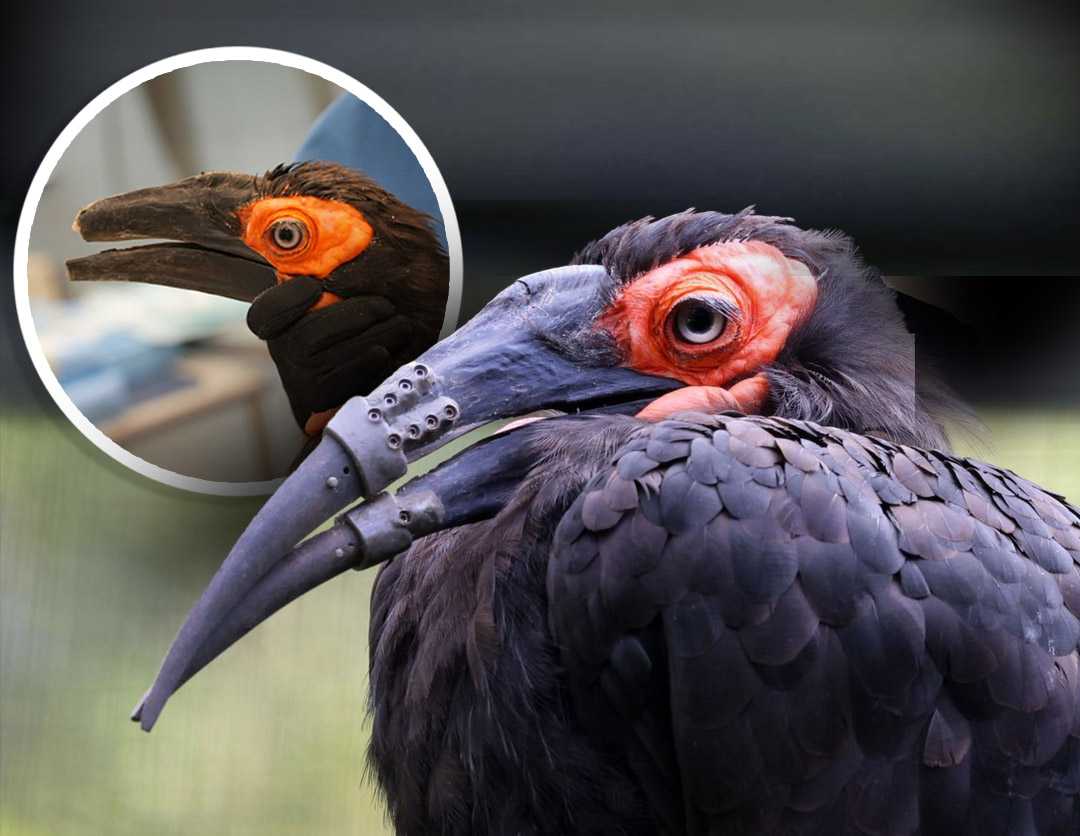 Hornbill receives 3D-printed beak, marking historic first — Waukesha Community news