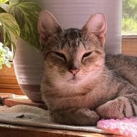 Milwaukee Record Cat Of The Week: Princess — Waukesha Business news